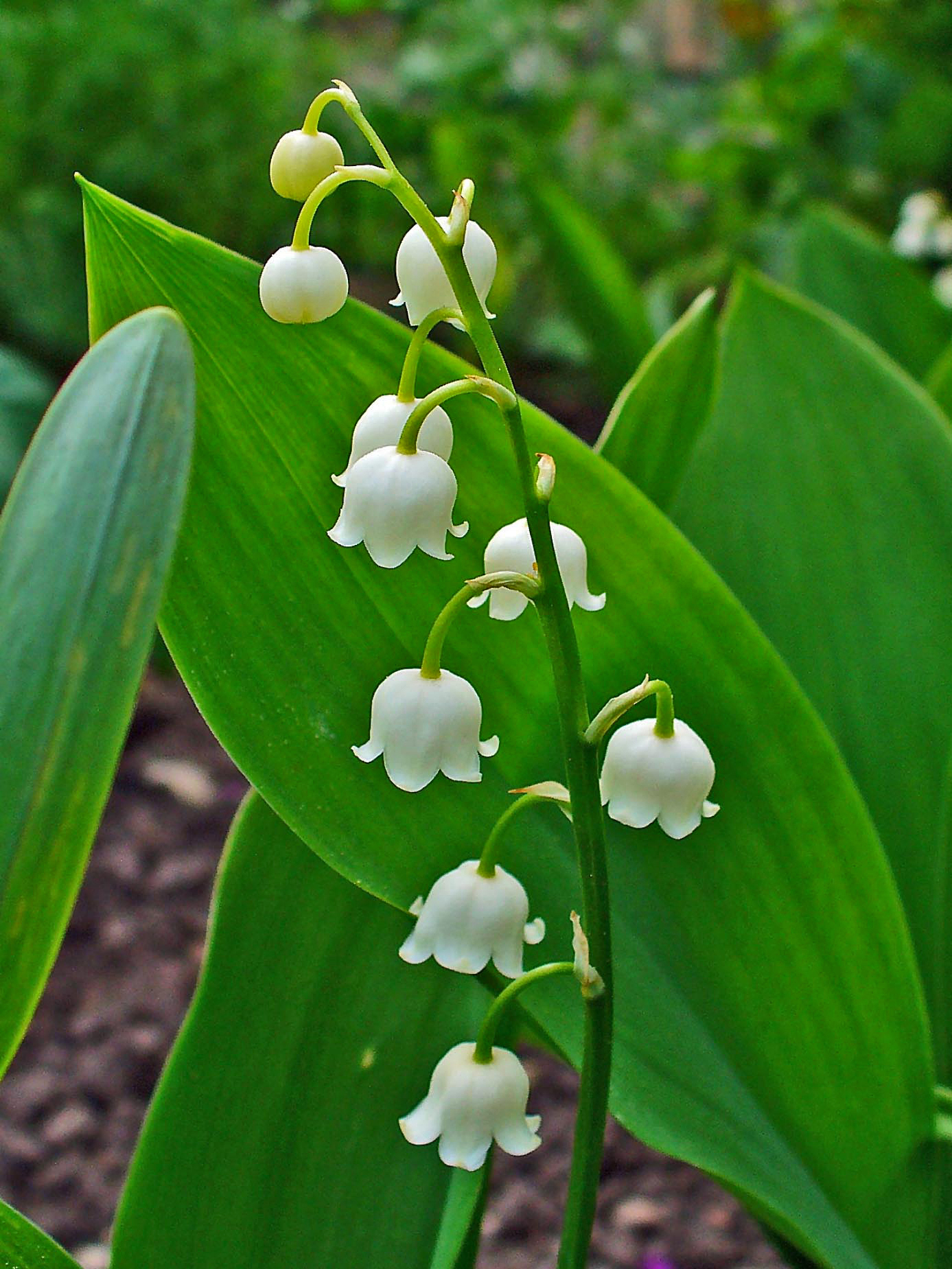 The Lily of the Valley North Heights Church of Christ