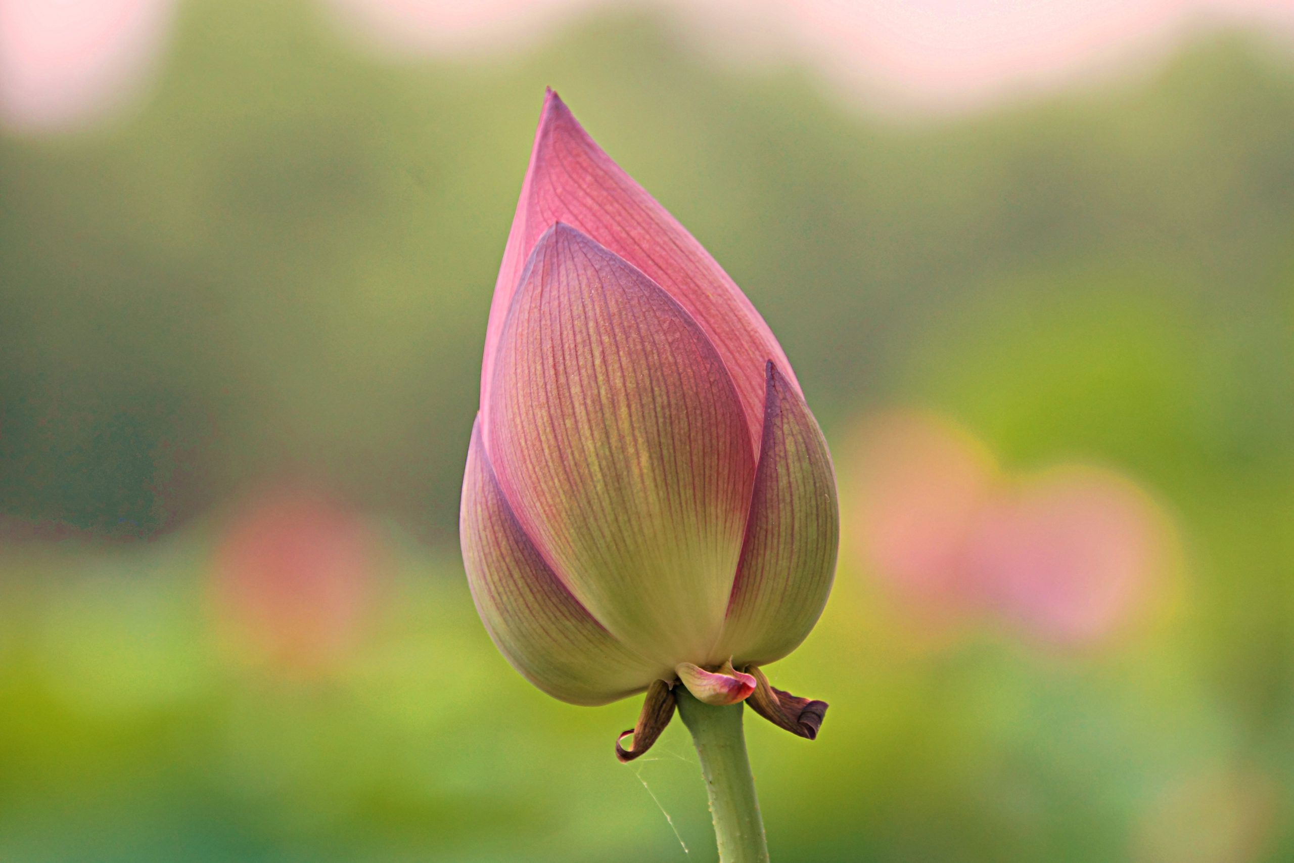 This Bud’s For Me North Heights Church of Christ